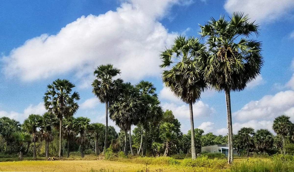 Begin your golden visa day with Vietnam’s tranquil ambiance